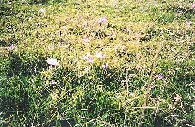 Compte tenu de la diversité des milieux traversés et de la diversité de la flore, le sentier du Tacot permettera au botanistes amateurs ou avertis, d'herboriser à l'envie, en passant des prairies aux sous bois, des crocus aux scilles, aux scolopendres ou aux jonquilles...