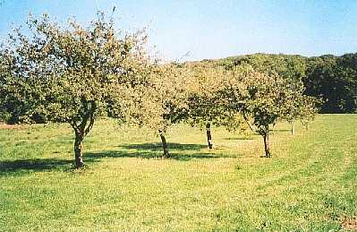Il y a environ une 10 d'années que la dernière vigne a été arrachée... A propos de vigne, une plaque apposée à l'entrée de Montmirey-la-Ville rappelle que dans ce village naquit en 1838, Alexis MILLARDET, inventeur de la célèbre bouillie bordelaise, toujours en usage aujourd'hui.